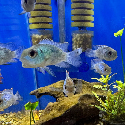 Pez Ramirezi Acara Blue