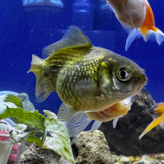 Bailarina escama de perla