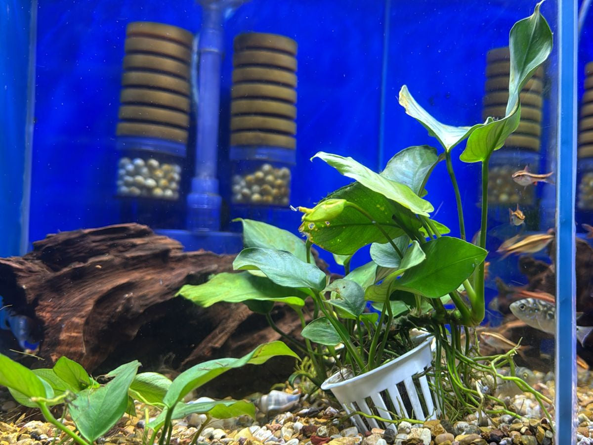 Anubia barteri var. Barteri