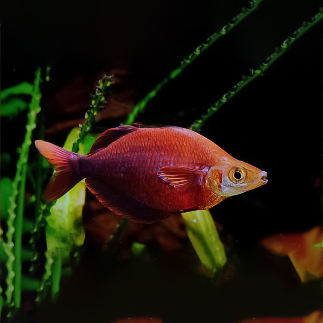 Arcoiris Rojos