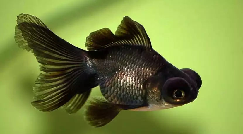 Bailarina telescopio