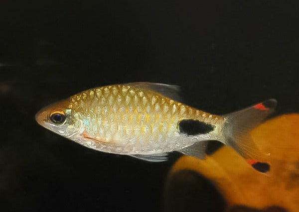 Barbus filamentoso arulios