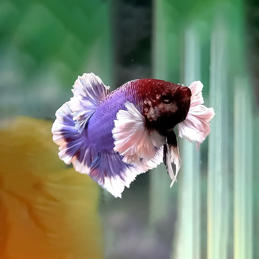 Betta macho dumbo