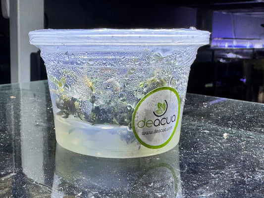 Bucephalandra Kapuas Brownie Ghost (In vitro)