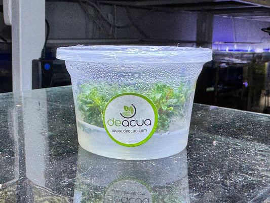 Bucephalandra red phanton (In vitro)