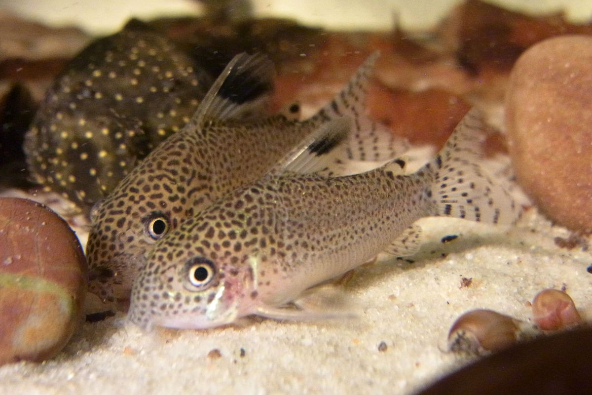 Corydora puntatus