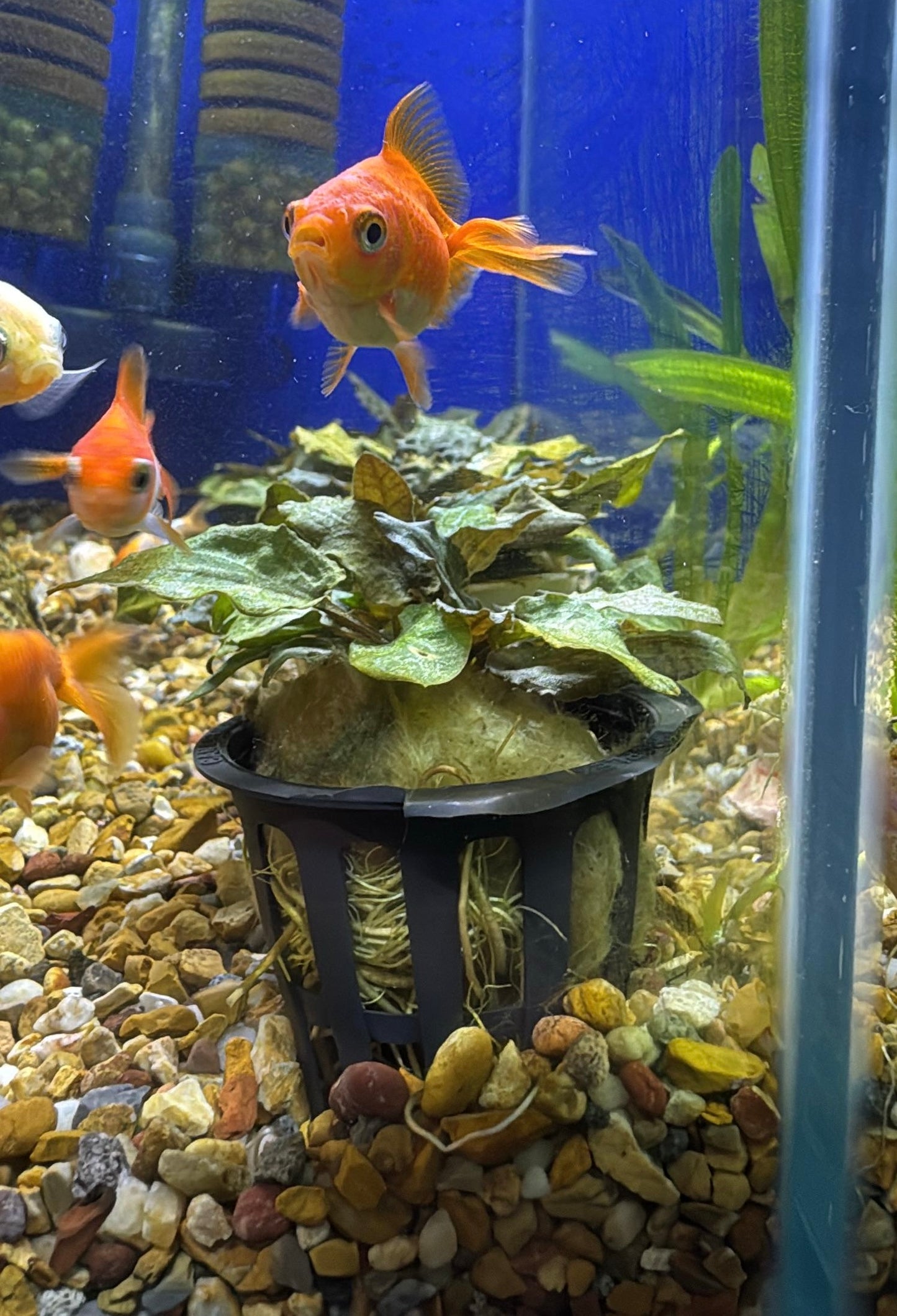 Cryptocoryne becketii