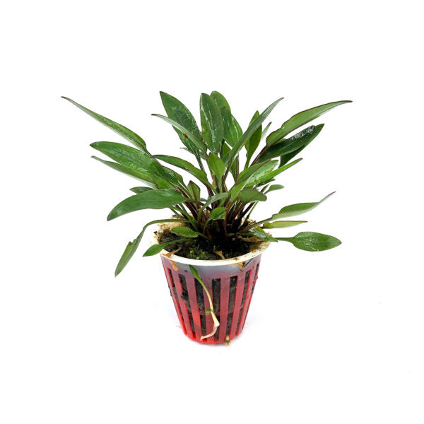 Cryptocoryne wendtii «Mi Oya»
