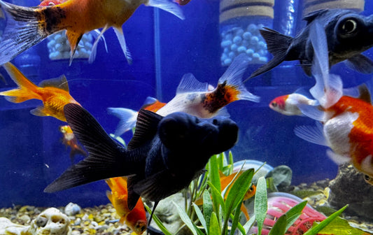 Bailarina telescopio