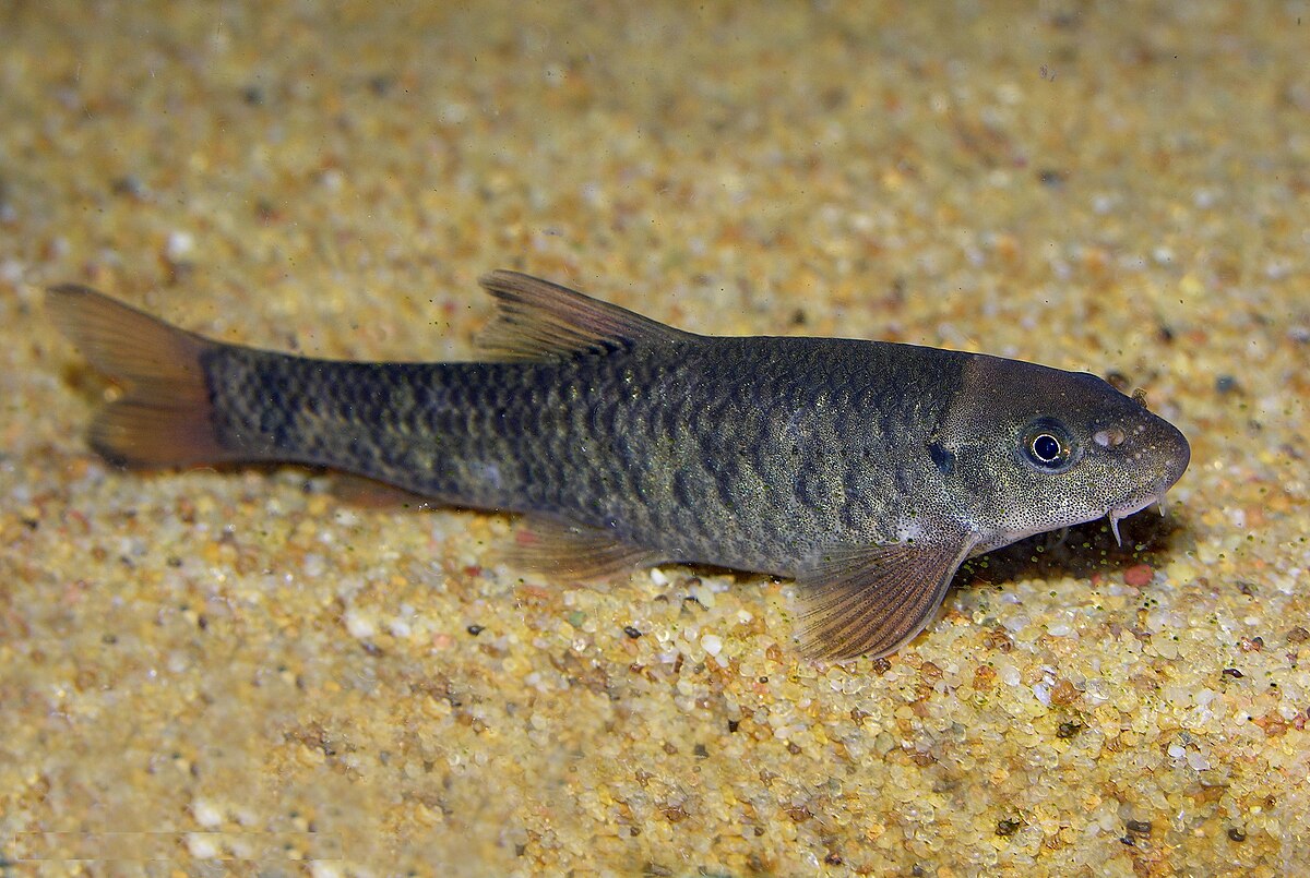 Garrarufa