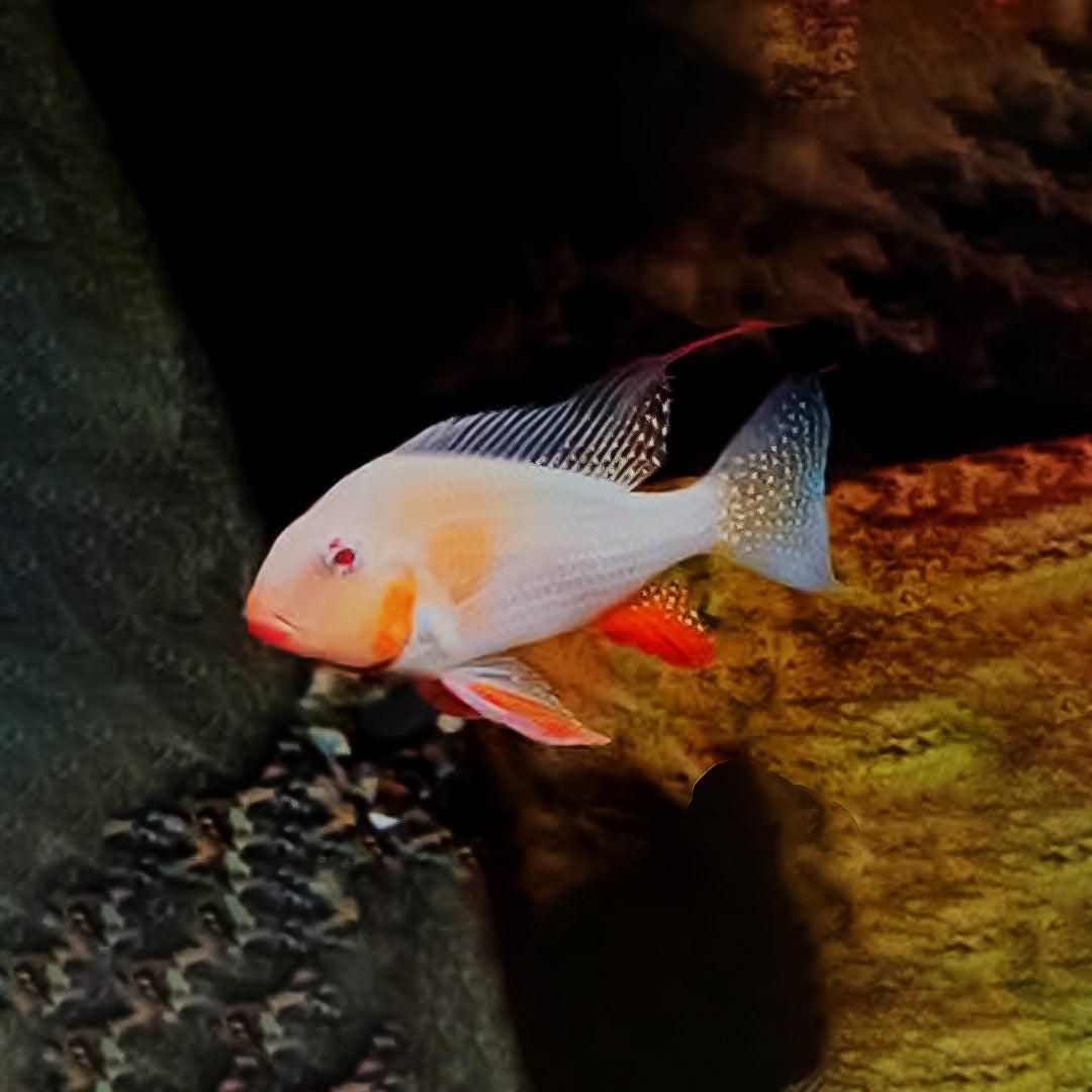 Heckeli albino