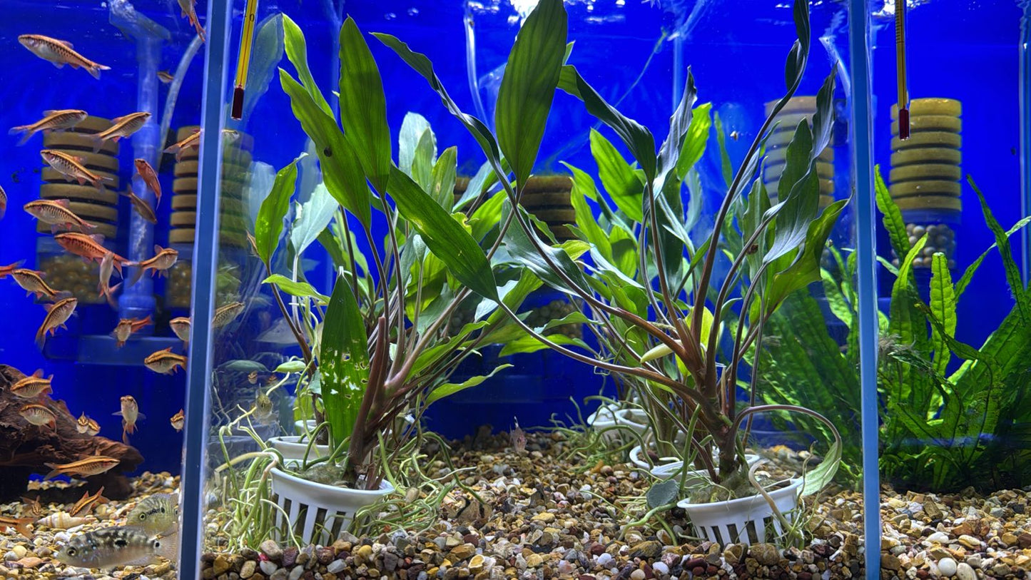 Homalomena sekadau