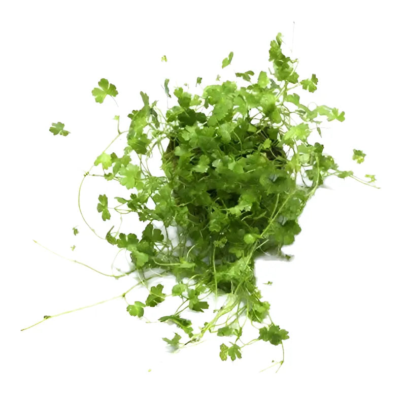 Hydrocotyle tripartita