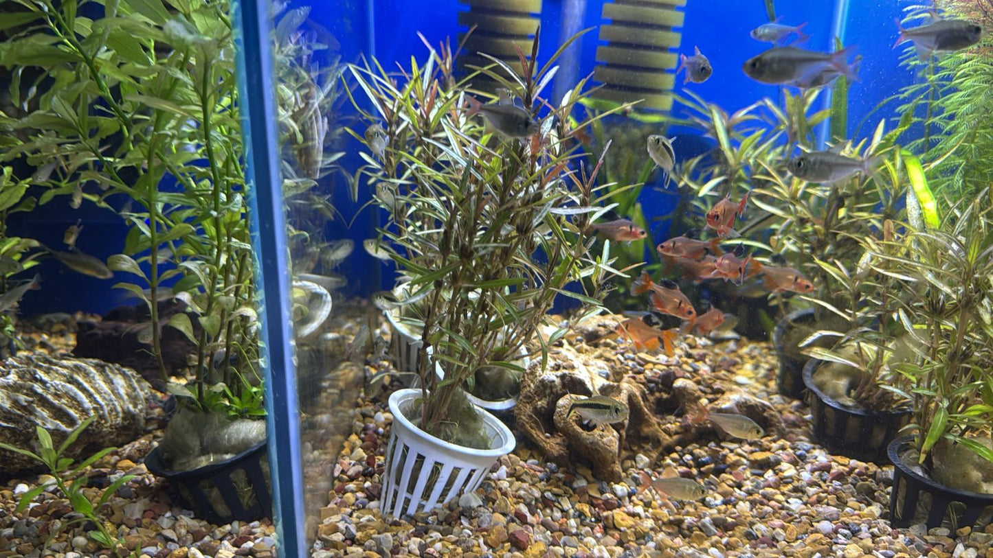 Hygrophila araguaia