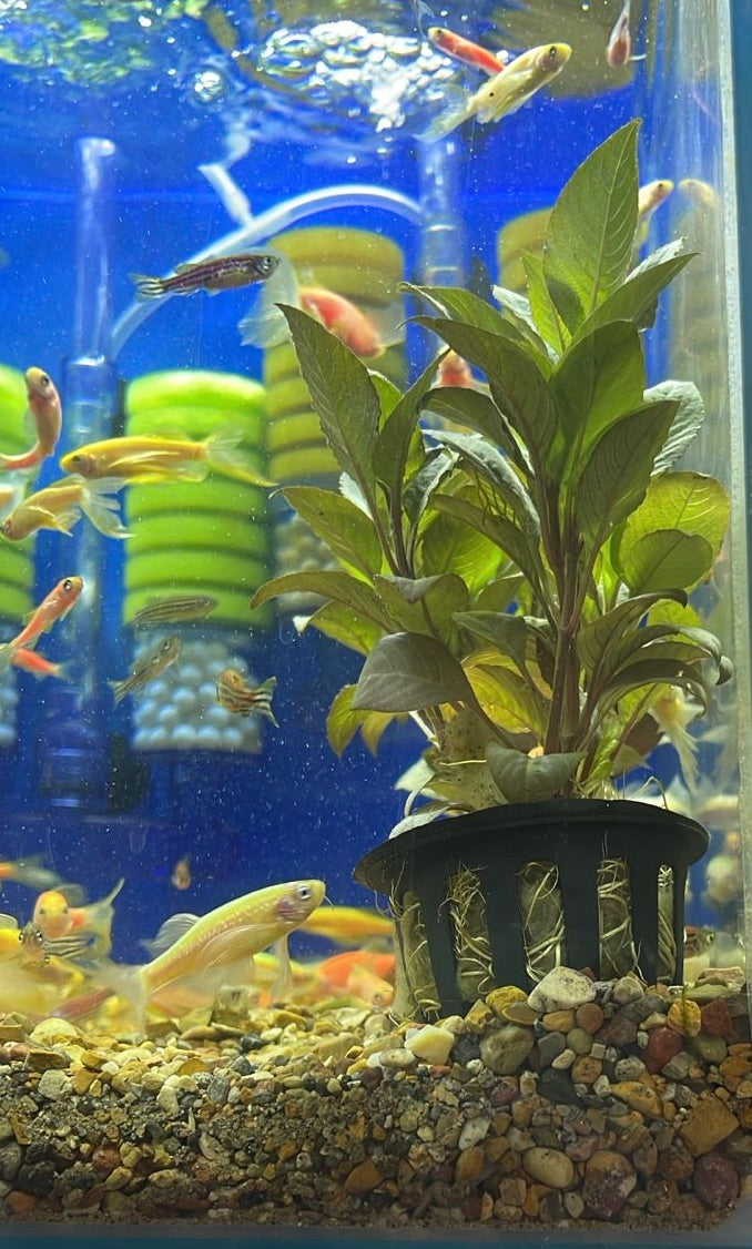 Hygrophila corymbosa