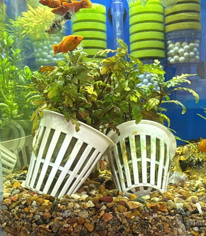 Hygrophila pinnatifida