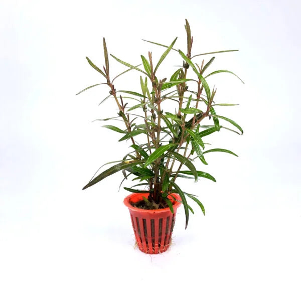 Hygrophila araguaia