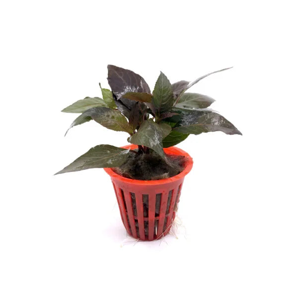 Hygrophila corymbosa compacta