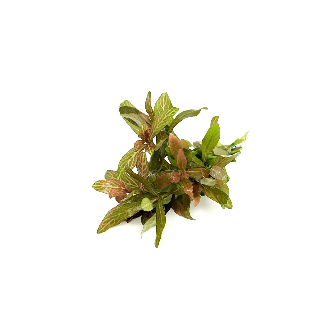 Hygrophila polysperma rosanervig