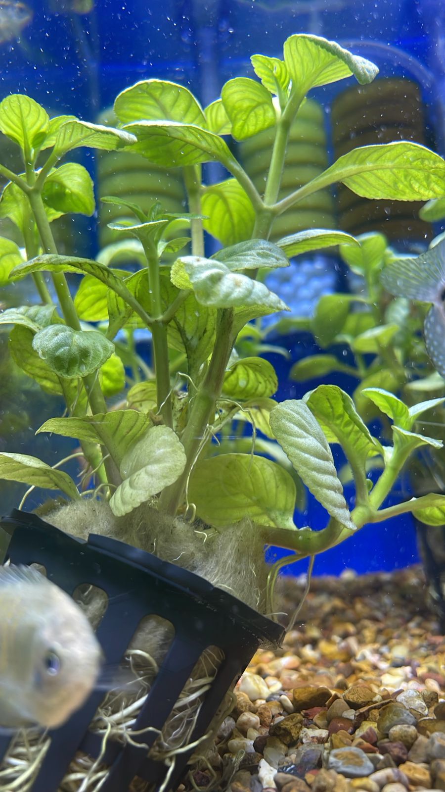 Limnophila rugosa