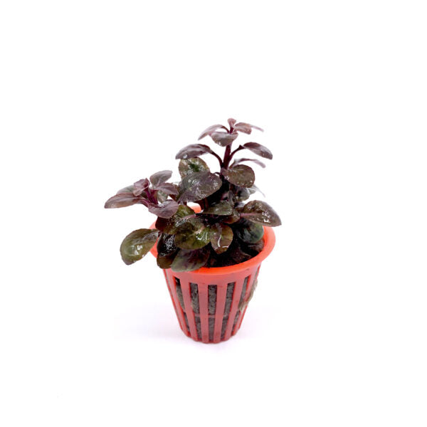 Lobelia cardinalis