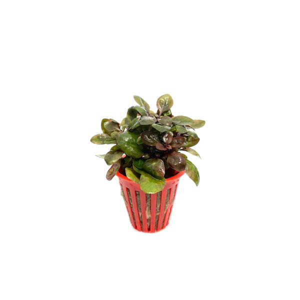 Lobelia cardinalis "mini"
