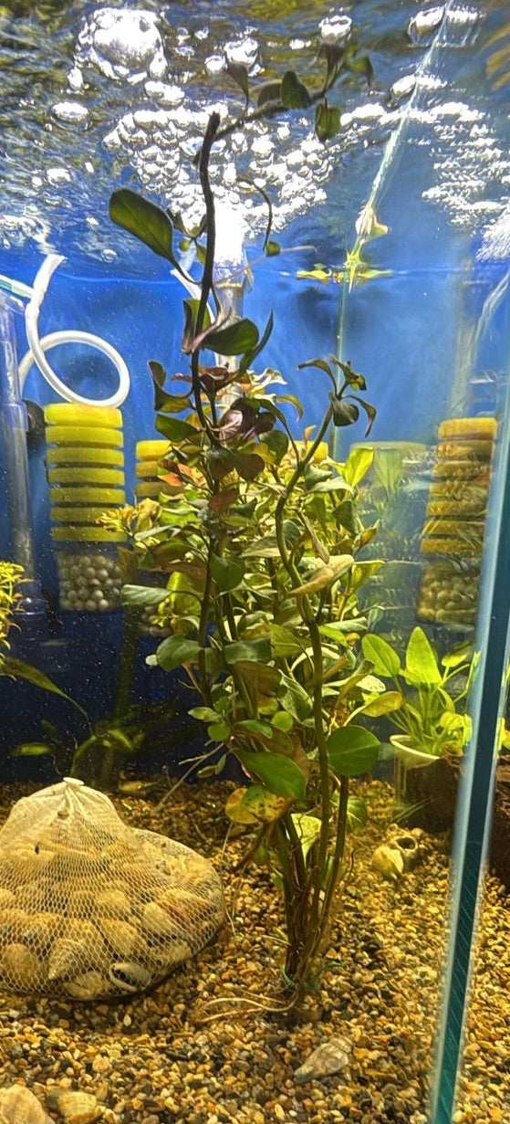 Ludwigia Ovalis