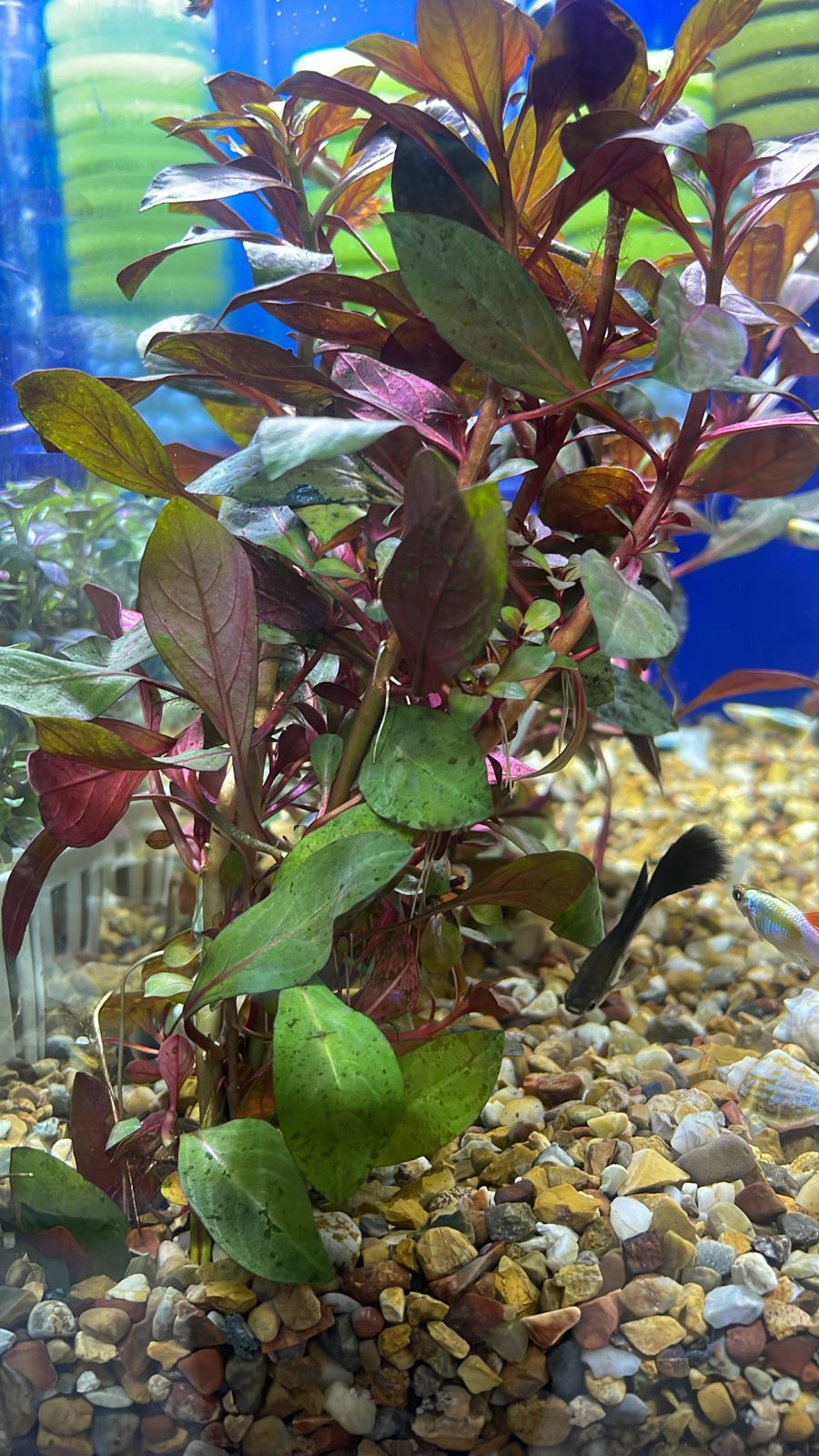 Ludwigia glandulosa red
