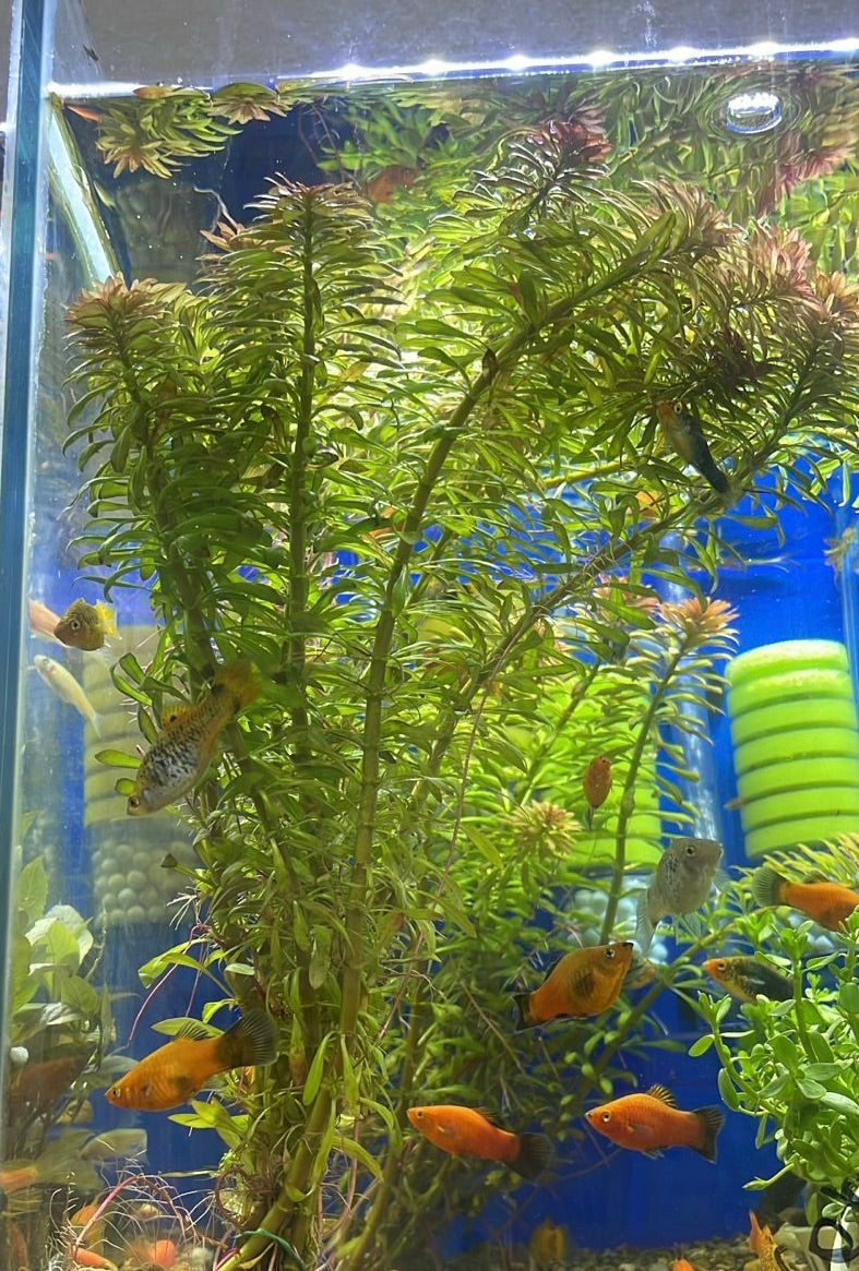 Ludwigia pantanal