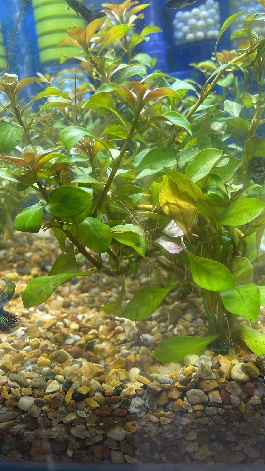 Ludwigia repens