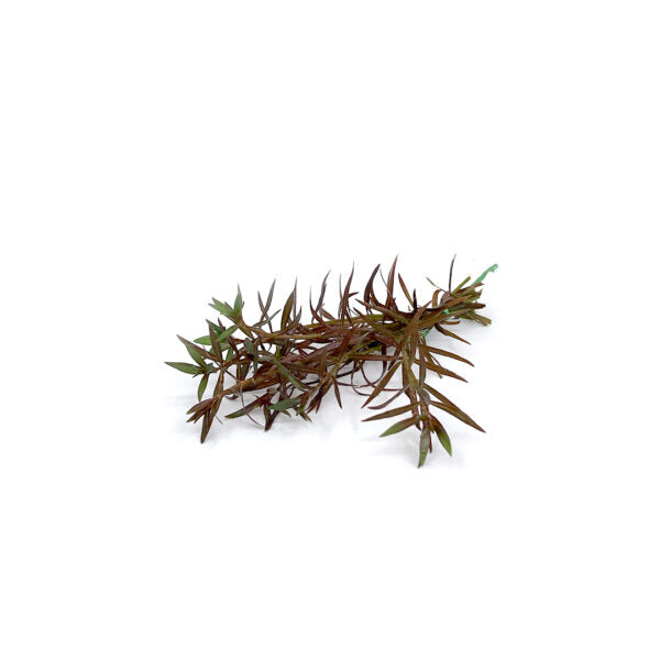 Ludwigia arcuata