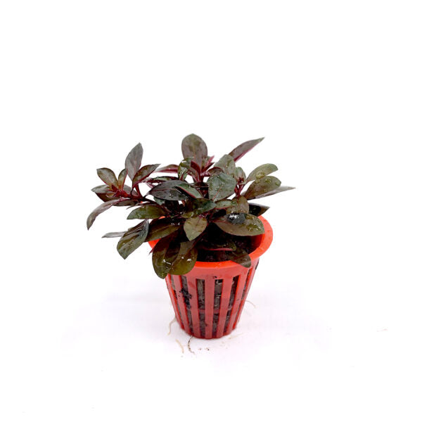 Ludwigia glandulosa red