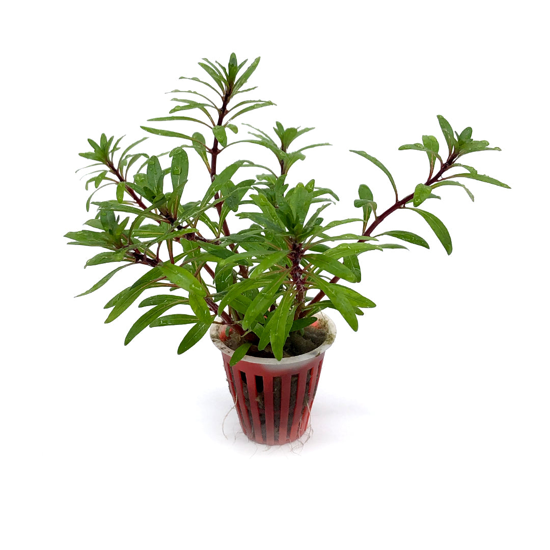 Ludwigia inclinata var. cuba