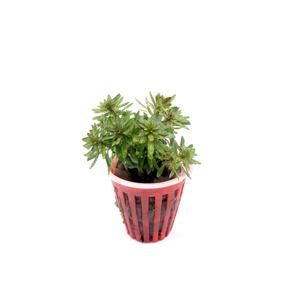 Ludwigia pantanal