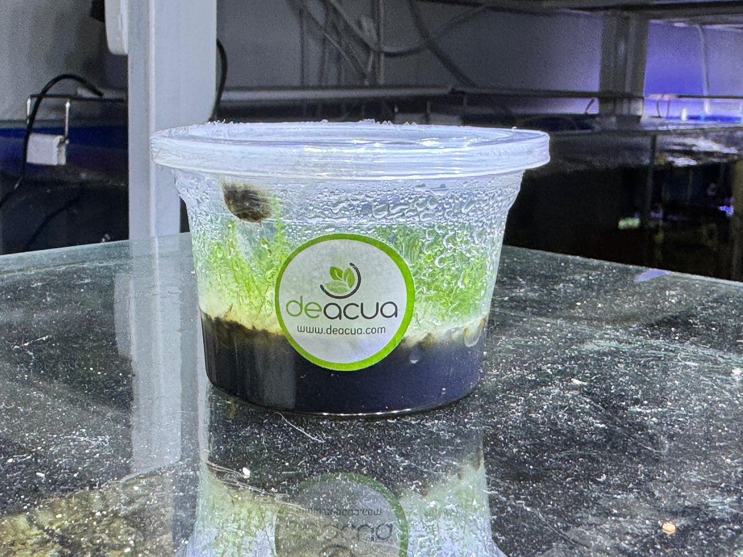 Pearl Moss (Musgo) (In vitro)