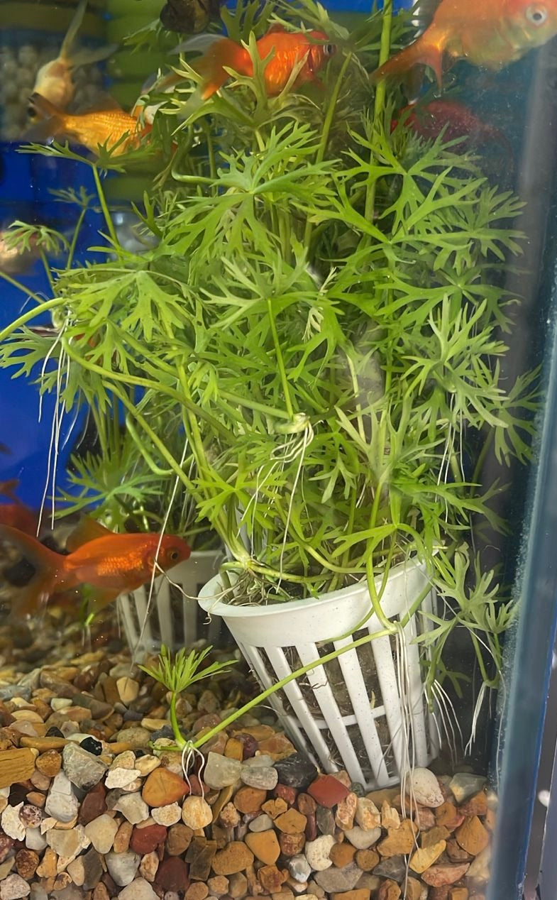 Ranunculus inundatus
