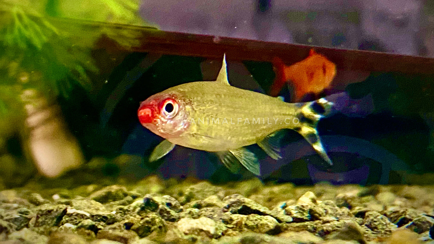 Rodostomos o nariz de borracho