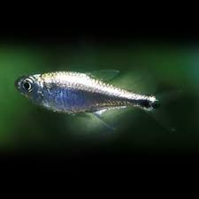 Tetra brillante