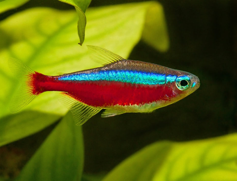 Tetra cardenal