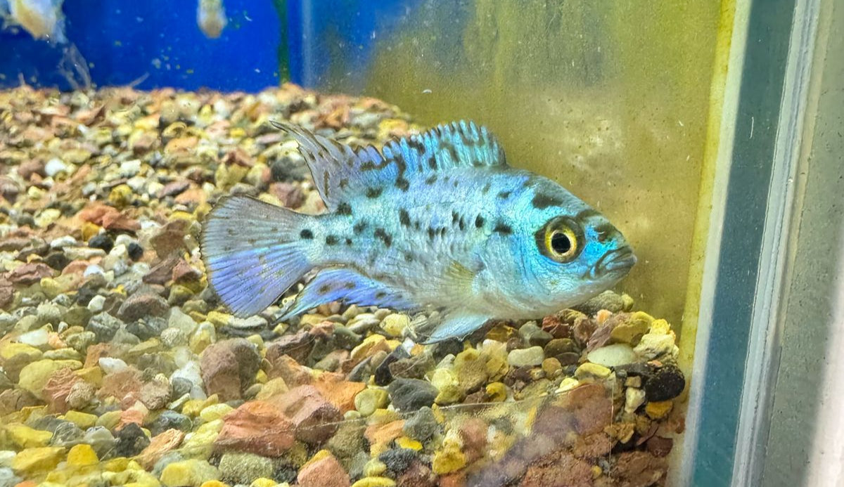 Blue dempsey