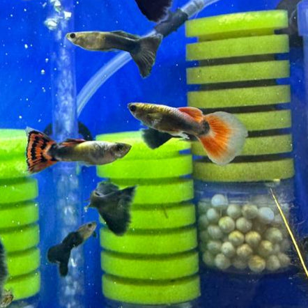 Pez guppy macho de velo