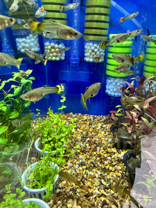 Pez guppy hembra de velo