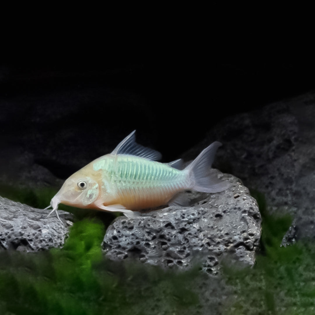 Corydora brochis