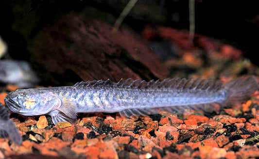 Dragon chino o gobio dragon