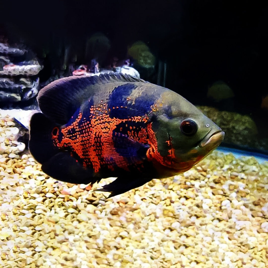 Oscar tigre