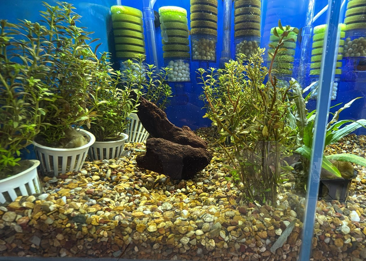 PLANTAS