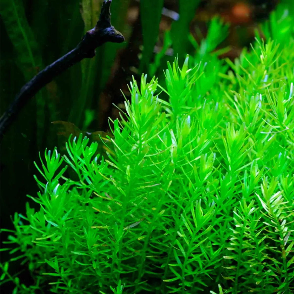 PLANTAS DE TALLO