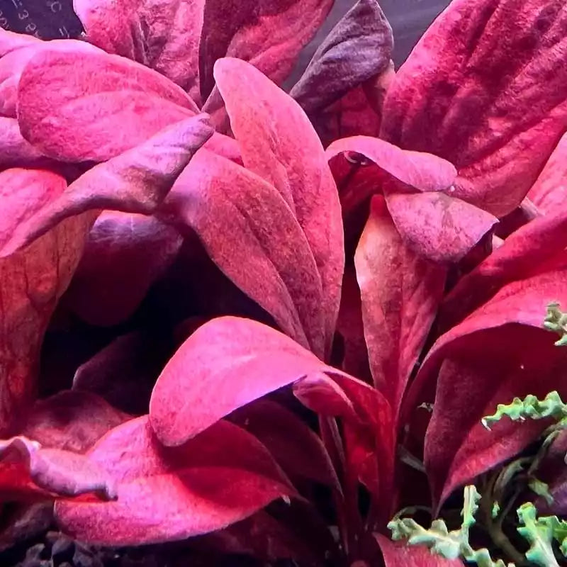 PLANTAS DE RIZOMA