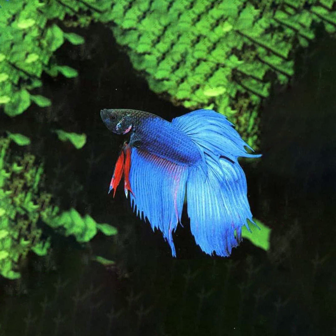 peces