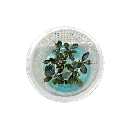 Bucephalandra Kapuas Brownie Ghost (In vitro)